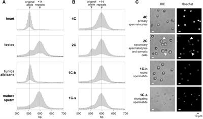 Timing of Expansion of Fragile X Premutation Alleles During Intergenerational Transmission in a Mouse Model of the Fragile X-Related Disorders